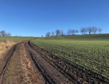 Promenad en solig februaridag. Helst hade jag sett vit snöklädd åkermark än en grön...